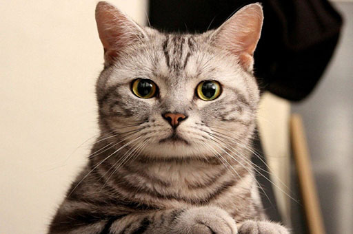 为什么十二生肖没有猫，十二生肖为何没有猫